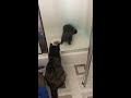 Cat vs Tail - shower edition