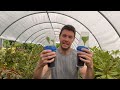 IT WORKED!  Use this 3 cup system for rooting hydrangea cuttings | Plant Propagation Experiment