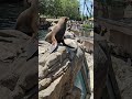 Feeding frenzied sea lions