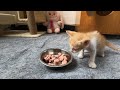 attempt to save the kitten on the highway and a miracle happened to the kitten . I Adopted Him