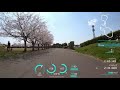 【貧脚用】桜咲く下総フレンドリーパーク　ロードバイク FTPチャレンジ
