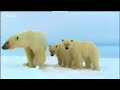 Polar bears search for food - David Attenborough  - BBC wildlife