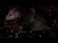 Big wet Opossum looking for bugs and worms after rain