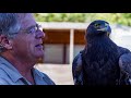 My Own Personal Eagle | Falconry | Golden Eagle Rescue