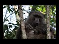 Olive baboon at Bwindi Impenetrable Forest, Uganda