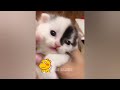 The FUNNIEST Dogs and Cats Shorts Ever😺🐶You Laugh You Lose😼