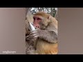 THIS will make you LAUGH ALL DAY | Best Funniest Animal Videos Of The week