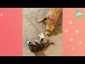 Dog Meets A Kitten And Becomes Her Mom | Cuddle Buddies