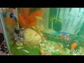 Aquarium setup || Simple aquarium setup || एक्वेरियम सेटअप🐠|| Fish Tank 🐋