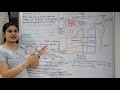 Nephron in Hindi | Structure | Functions | Urine formation | RajNEET Medical Education