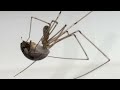 The Spiders in Your House - The Cellar Spider