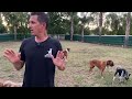 What to do if an off leash dog runs up to you on a walk & I stop a near fight with the group.