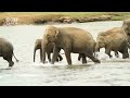 Gentle Giants  Exploring the World of Elephants