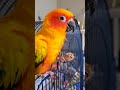 Parrot Protects His Peanut #cute #animals #birds #funnyanimals