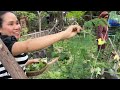 Make Curry Chicken For Khmer Rice Noodle! And Picking Fresh Vegetables Around Mother's Garden.