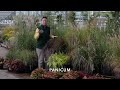 PETITTI A Guide to Perennial Ornamental Grasses | 10 Types to Grow