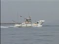 Japan Inland Sea Shark Attack1