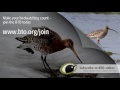 BTO Bird ID - godwits