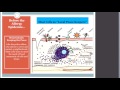 Dr. Anne Maitland presents “Mast Cell Activation Syndrome in EDS Patients (Part 2)”
