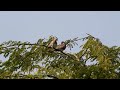 Painted Stork strolling by the lake side / Birds by the lake side / Wetland birds / Nalsarovar lake