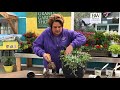 Container Gardening with Geraniums | gardencrossings.com