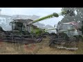 Claas Lexion 8800 cutting Wheat with MacDon FD241Headers | Harvest 2024