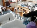 Cat loves sink water