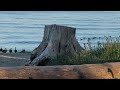 Canada geese  walking at the beach @leoinocellas6112