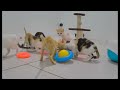 😅 Funniest Cats 🐕 Funniest Catss 2024 😂