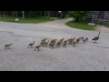 Canada geese walking their goslings to school