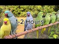 Indian Ringneck Parakeet, The Best Pet Parrot?