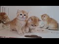 Mom cat Ophelia and the adventures of her Fluffy Kittens 😆🥰