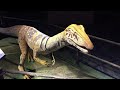 Travel to Witte Museum - Dinosaur Adventure #1