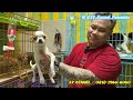 Cek Harga & Stok Pedagang Anjing Ras Rumahan - 3V Kennel