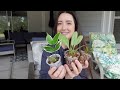 HOYA Unboxing!! Wishlist plants & 6 varieties! 🌸 ThePlantedMama & TGE on Etsy