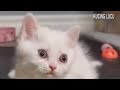 lagu kucing,anak kucing meong meong😻#kucingmeongmeong #anakkucinglucu #laguviral