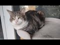 Hurricane Debby Rain Ottawa Canada August 9 2024 ( Graciecat)