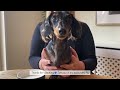 THE CUTEST DOG ASMR MUKBANG YOU EVER HEARD (AND SAW)