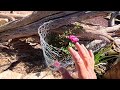 June Tour Of My Gardens & Off-Grid Water Saving Automatic Drip System Finished | Desert Landscape