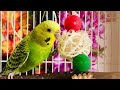 Happy budgies chirping, playing & eating clip compilation, cat TV for pets #budgies #birds #parrot