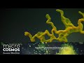 Slime Molds: When Micro Becomes Macro