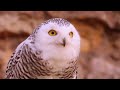 Owl's World #owl #bird