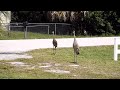 sandhill cranes calling