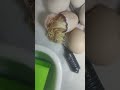 Serama Hühner Küken befreit sich aus seinem Ei