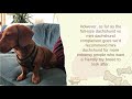 Full Size Dachshund vs Mini Dachshund – 4 Remarkable Differences