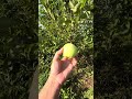 Apple picking here in Hungary