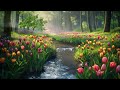 Sleepy Spring Tulip Ambience | wake up slowly next to a babbling brook