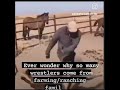 Scientific Wrestling “Farm Boy Strength”