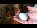 Beatrice and the Bantams are 23 weeks: First Eggs!