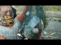 WKO TERBARU‼️DIBAWAH TUMPUKAN SAMPAH INI IKANNYA MELIMPAH #fishing #tilapia #mancingnyobok #wko
